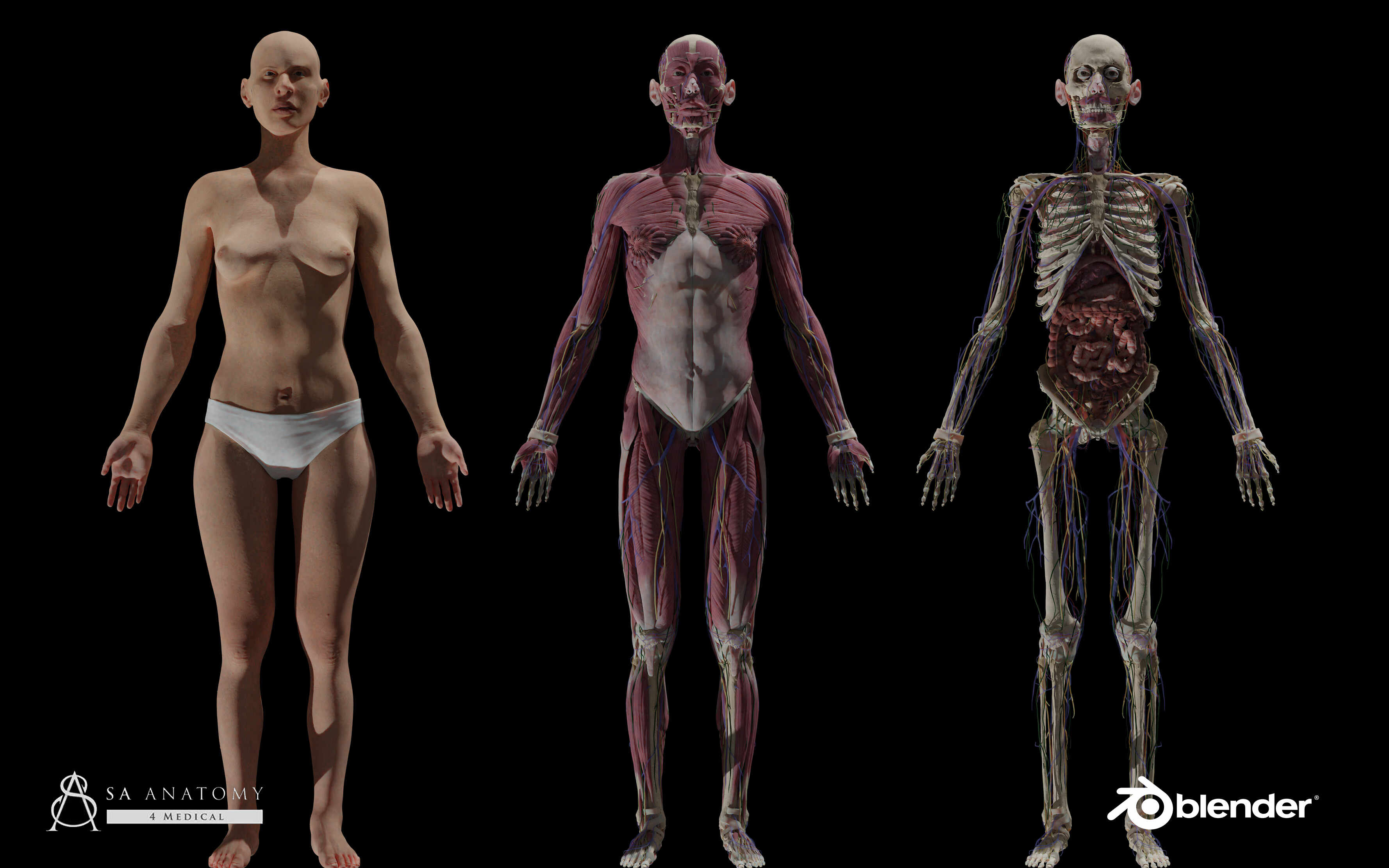 HD Male & Female Complete Anatomy 3D Models - ZBrushCentral