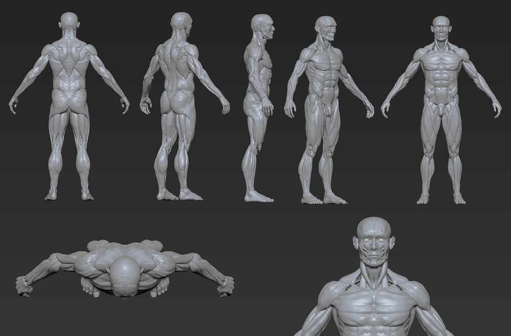 Écorché Male 3d Model - Zbrushcentral