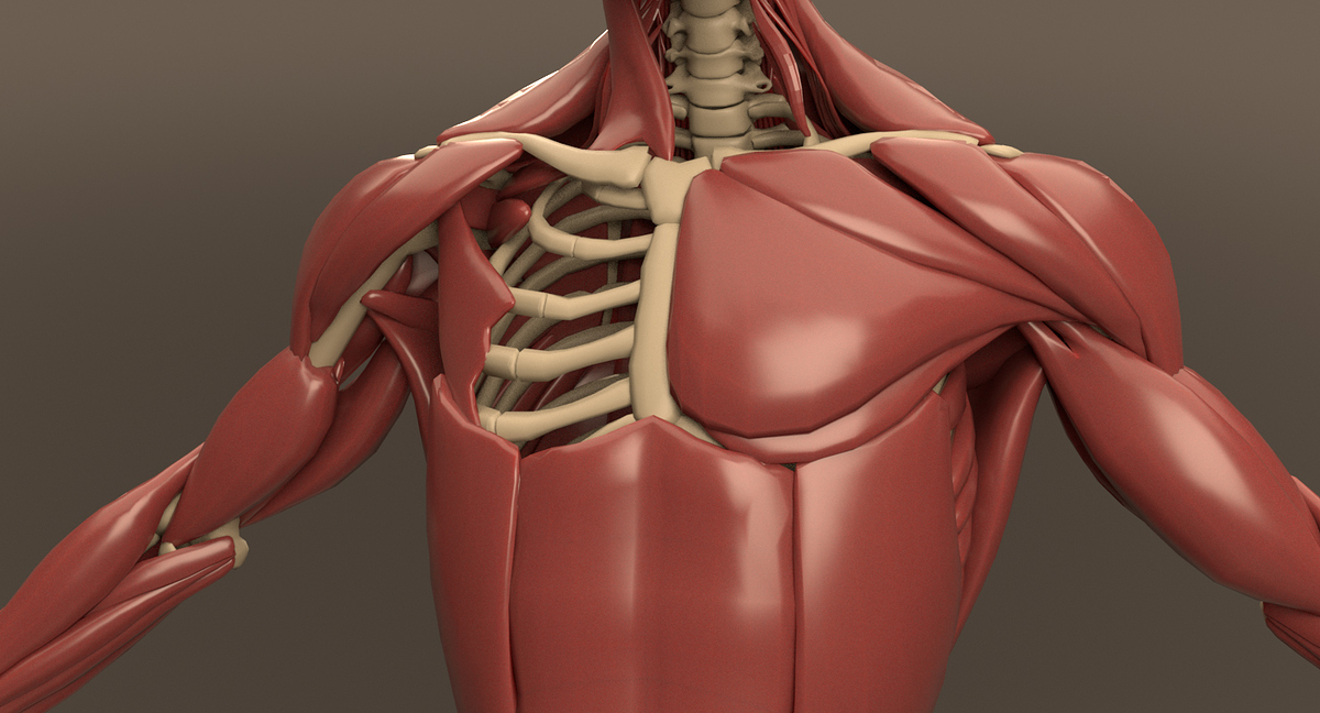 Human Anatomy - ZBrushCentral