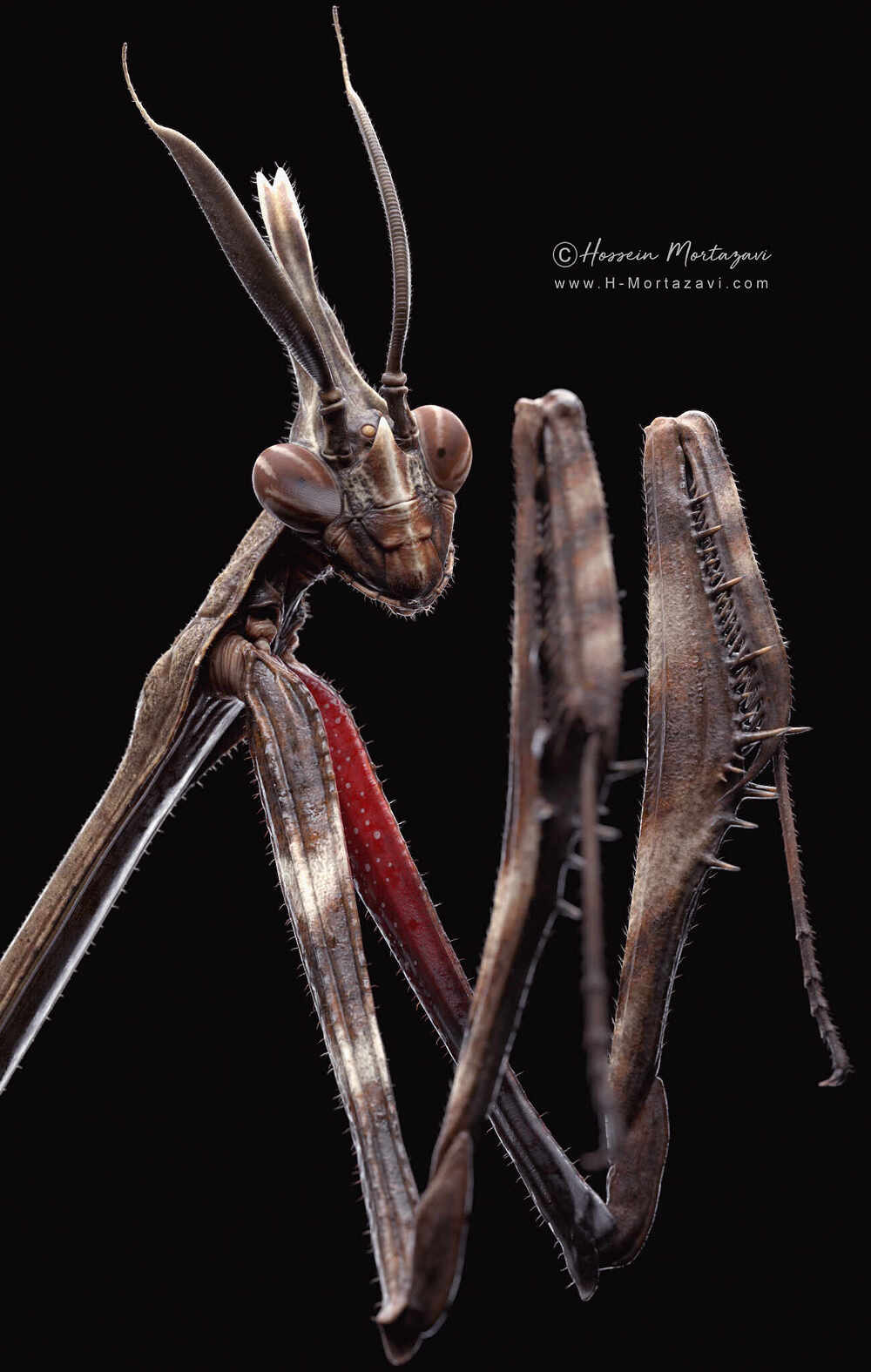 Praying Mantis_12-www.h-mortazavi.com