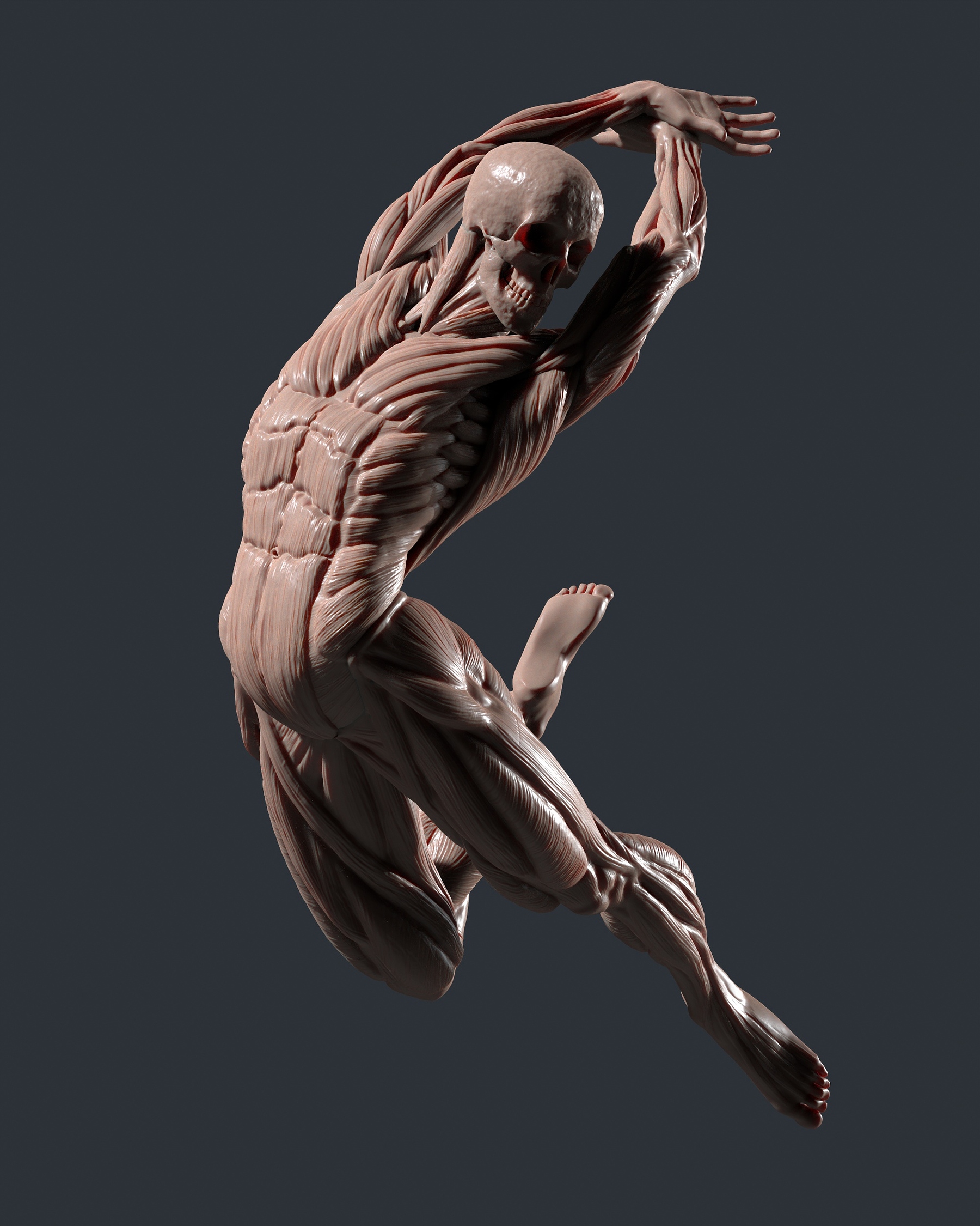 Dynamic Ecorche (Anatomy Study) - ZBrushCentral