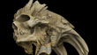 SCALED SKULL 8.jpg