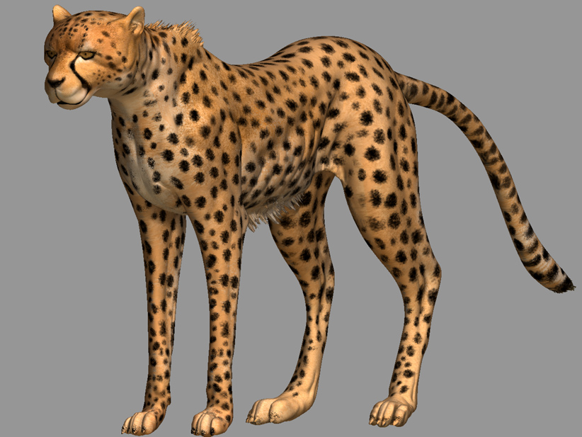 cheetah_03.jpg