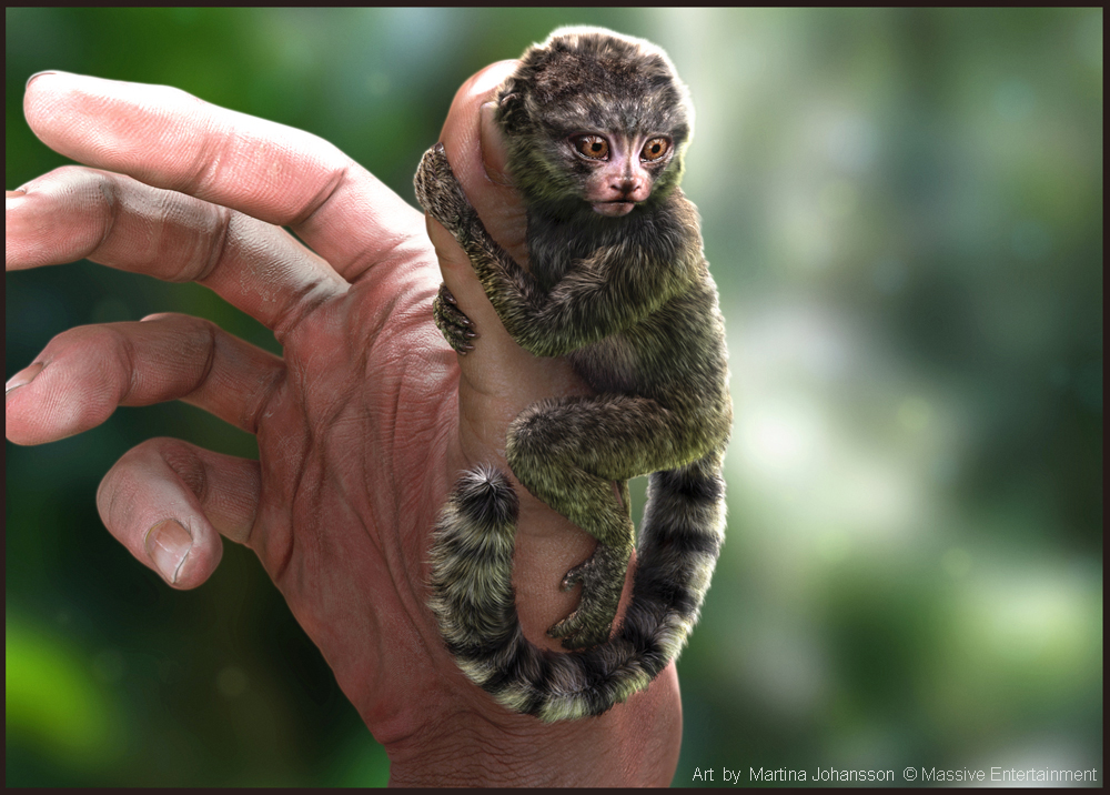 marmoset_1_r.jpg