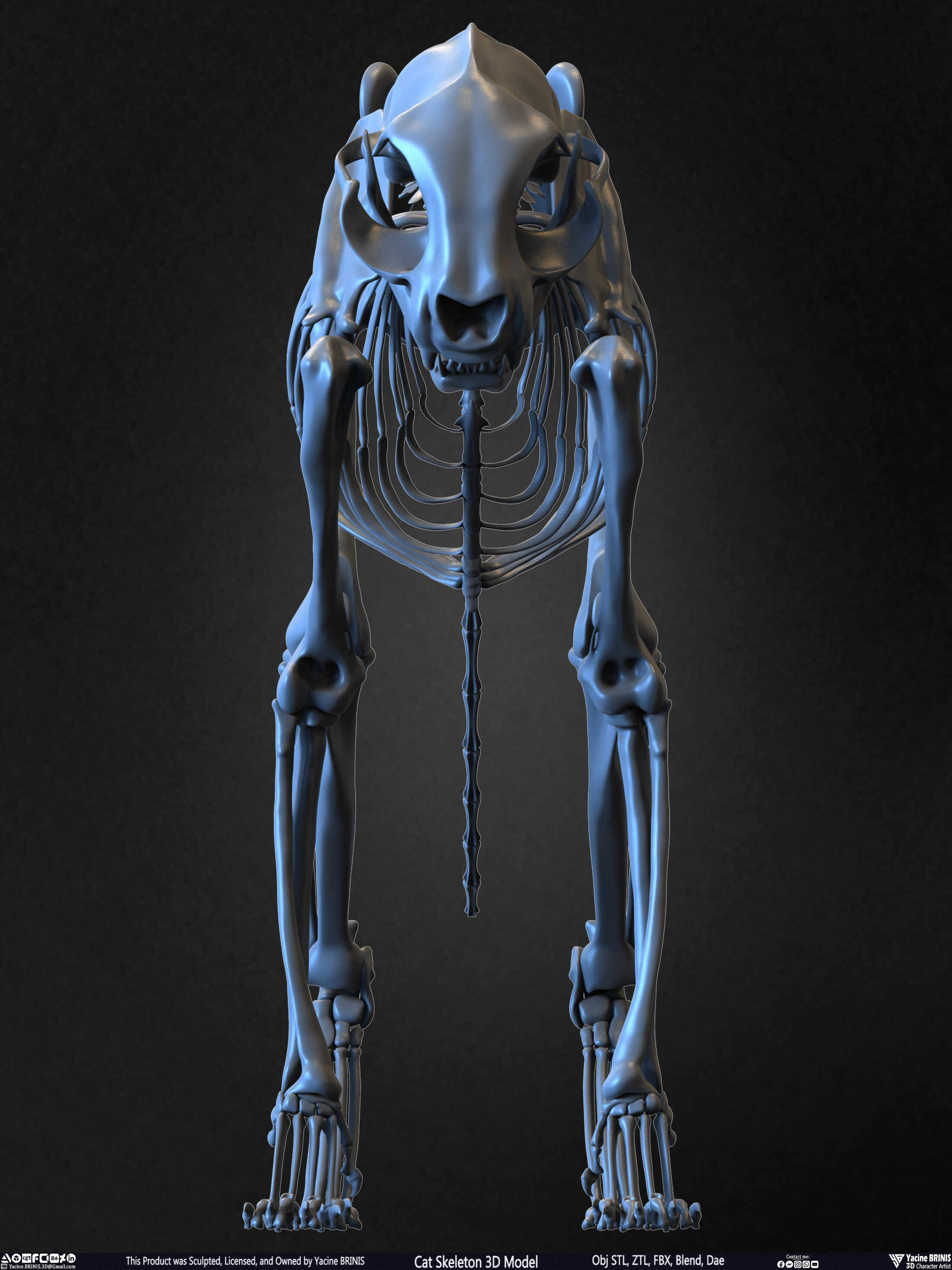 Dog Skeleton 3D model