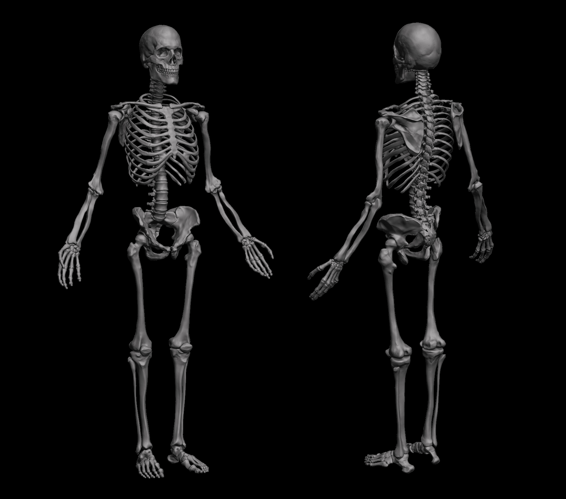 human skeleton zbrush