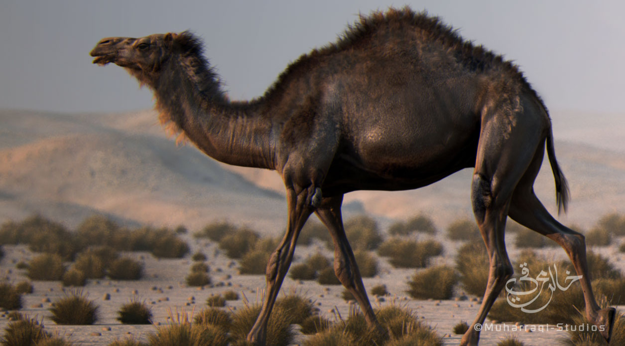 camel-closup.jpg