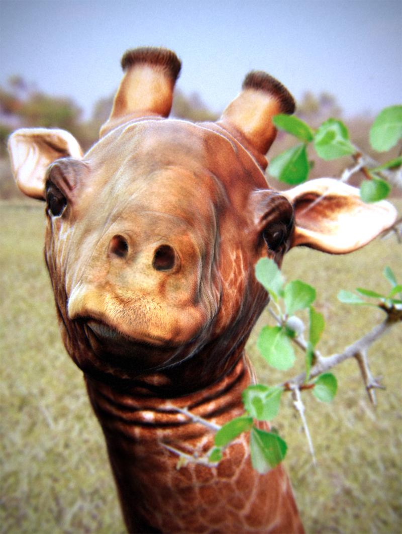 giraffecompofinal copy.jpg