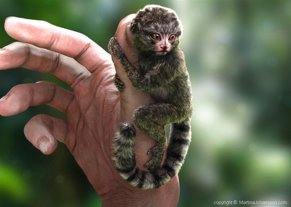 marmoset_1.jpg
