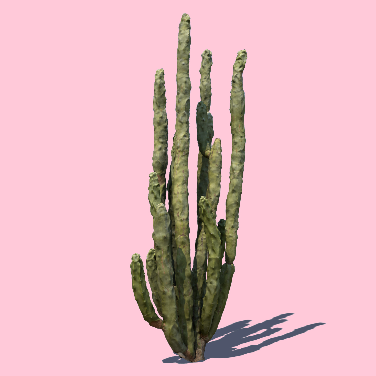 zbrush cactus