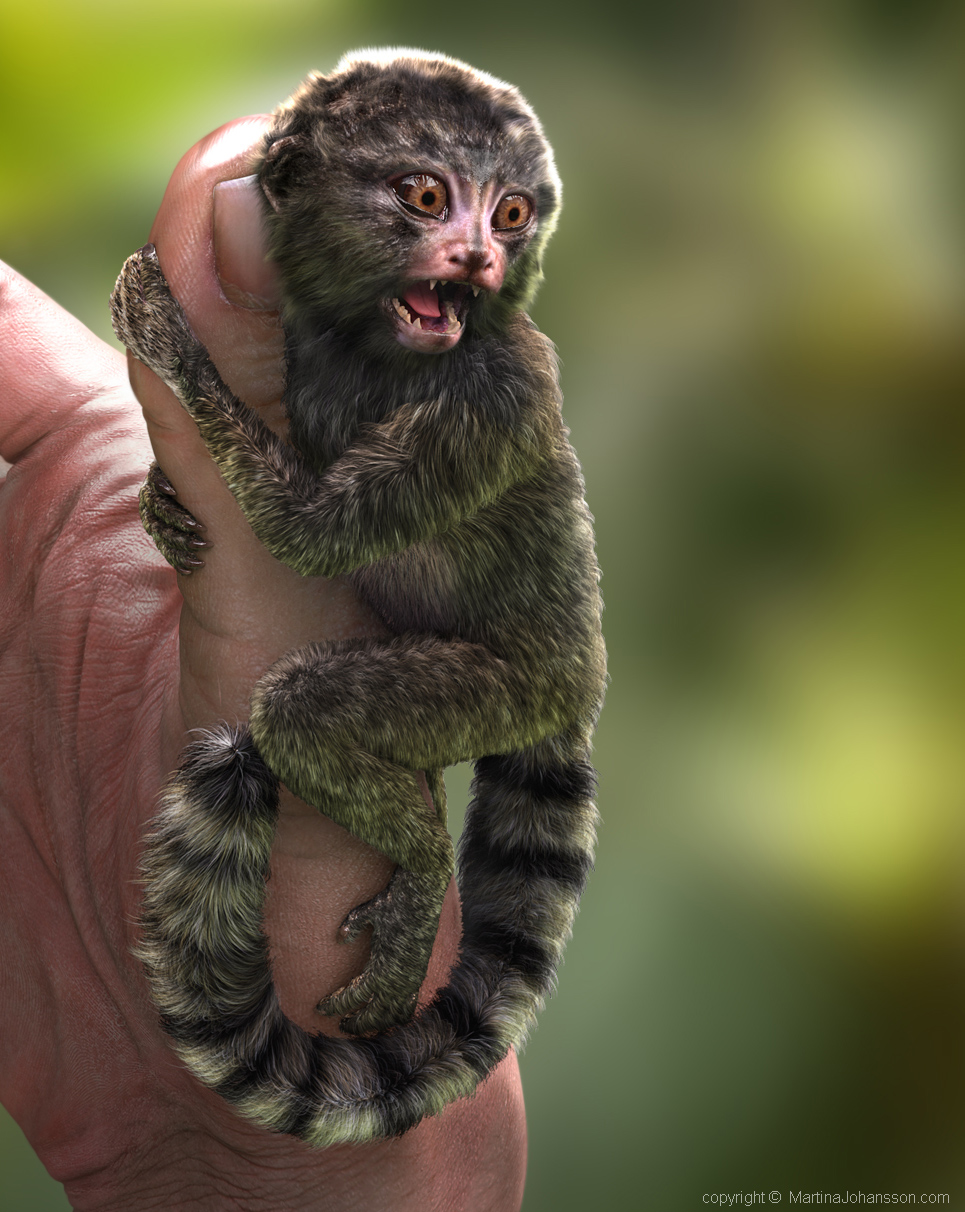 marmoset_3.jpg