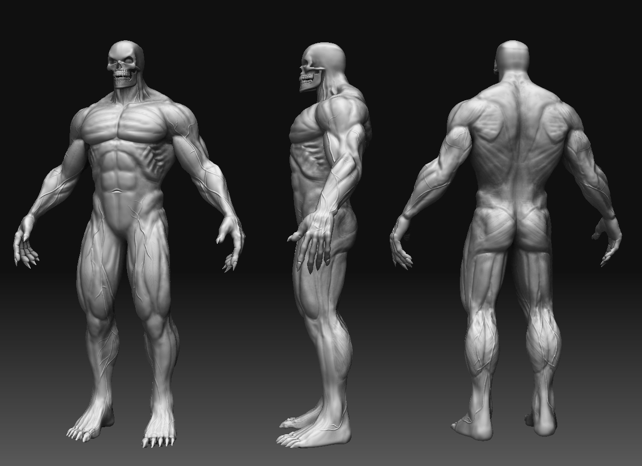 anatomy wip.jpg