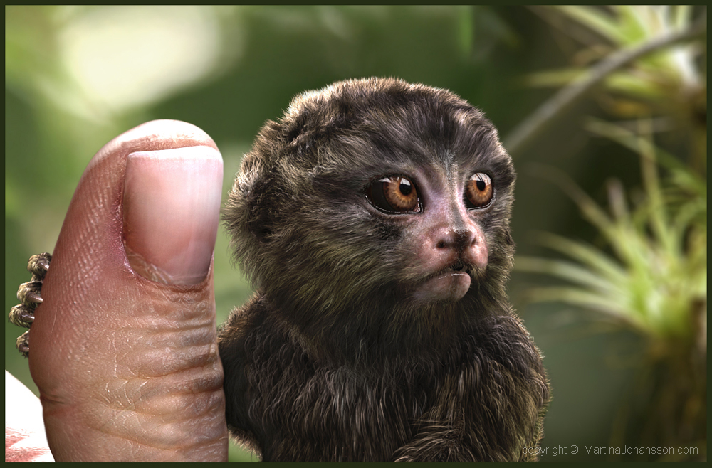 marmoset_5.jpg
