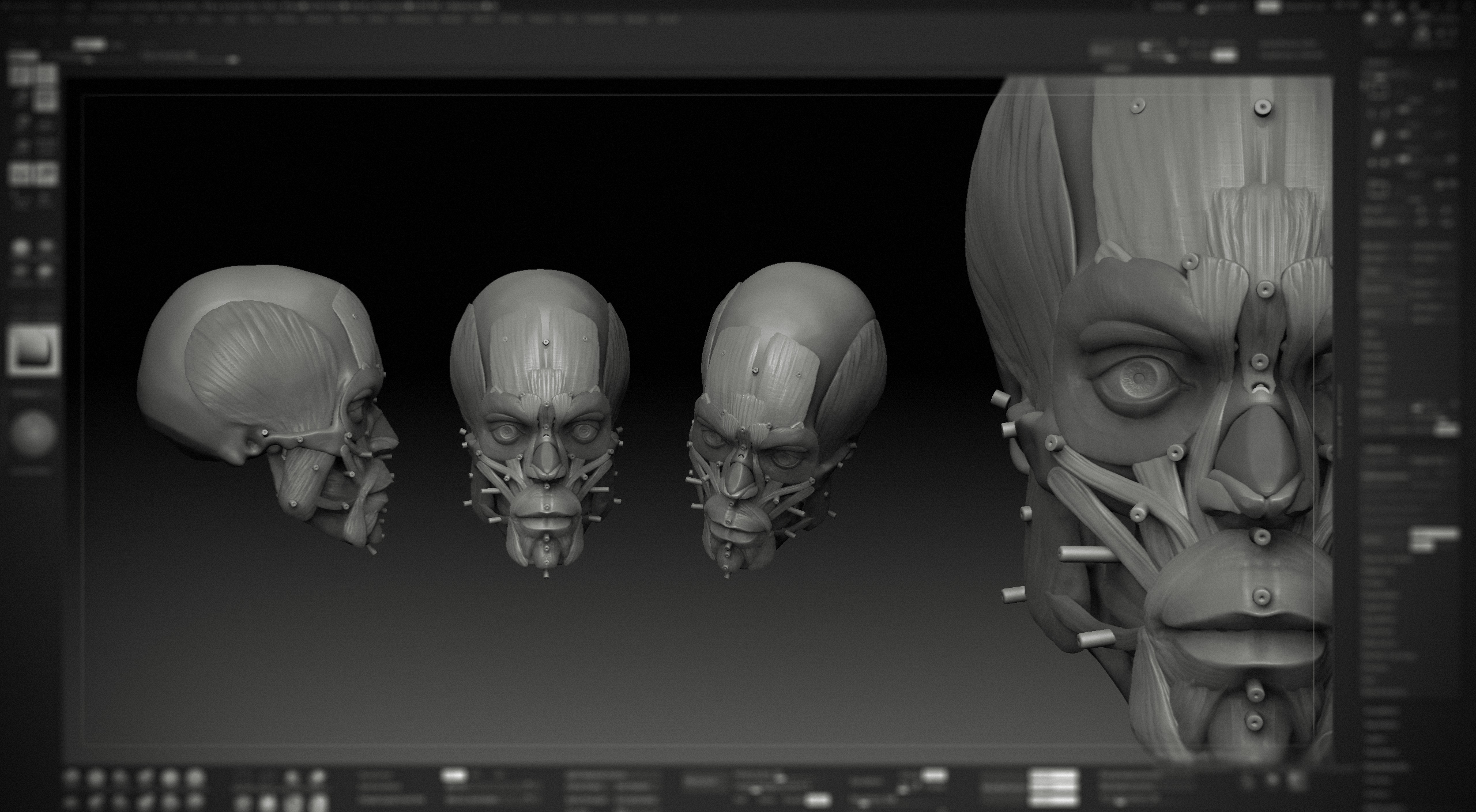 Anatomy Study - ZBrushCentral