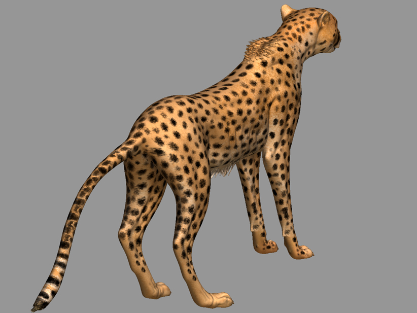 cheetah_04.jpg